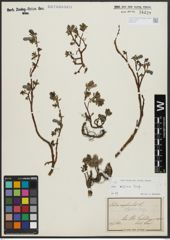Foto von Salix alpina Scop.